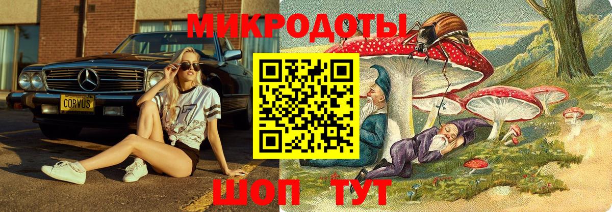 Галлюциногенные грибы Psilocybe Мурино
